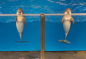 brugedolphin