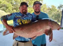 buffalofish