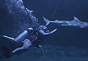 bullsharkdive