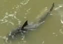 bullsharktx