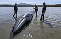 cawhaleseen