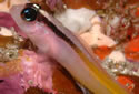 canaryfish