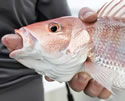 caughtfish