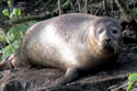 celebrityseal