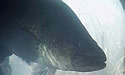 codhollow