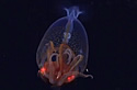 colossalsquid