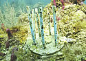 coralstraws