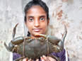 crabcatcher