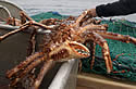crabking