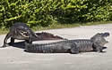 croc-gatorattach
