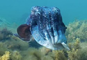 cuttlefish