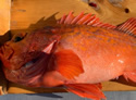 ddtfish
