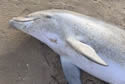 deaddolphinau