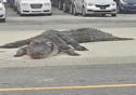 deadgator