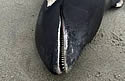 deadwhalega