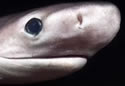 deepshark