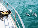 dogdolphinsniffer