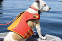 dogwhaler