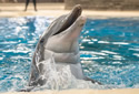 dolphinBirth