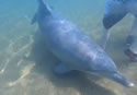 dolphinattack