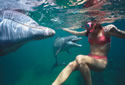 dolphinattackingwoman