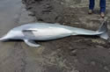 dolphinbeach