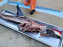dolphinbones