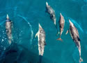 dolphincommon