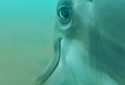 dolphinnavy