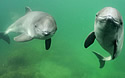 dolphinpair