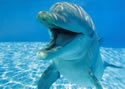 dolphinsmile