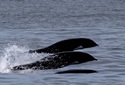 dolphinspecies