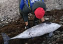 dolphinspill