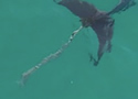 dolphintail