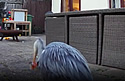 eatingheron