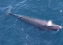 endangeredwhale