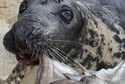 fatseal
