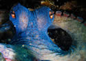 femaleoctopus
