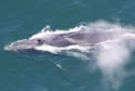 finwhaleiceland