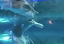 fishattack