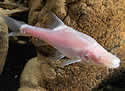 fishblind