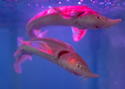 fishdoho