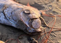 fishdoom