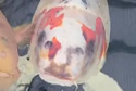 fishface