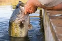 fishhandfishing