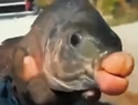 fishlipsbig