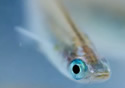 fishsex