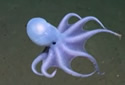 flyingsquid