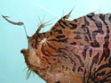 frogfishing
