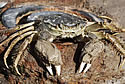 furrycrab
